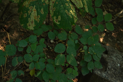 Symphoricarpos