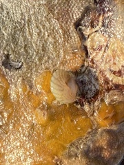 Steromphala umbilicalis