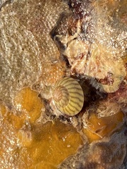 Steromphala umbilicalis