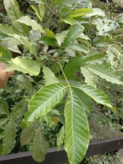 Melicope semecarpifolia