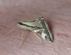 Agrioglypta excelsalis
