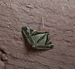 Agrioglypta excelsalis