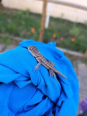 Tropidurus torquatus