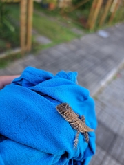 Tropidurus torquatus