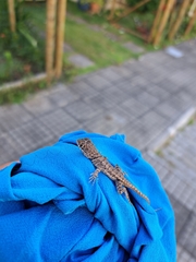 Tropidurus torquatus