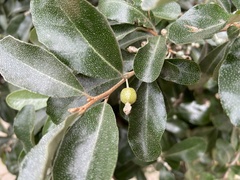 Elaeagnus oldhamii