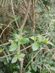 Cephalanthus tetrandra