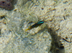 Chrysiptera unimaculata