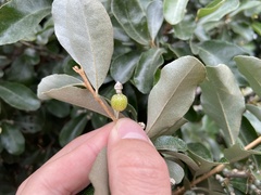 Elaeagnus oldhamii
