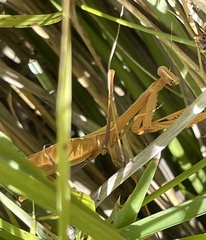Pseudomantis