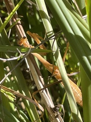 Pseudomantis