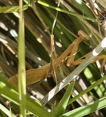 Pseudomantis