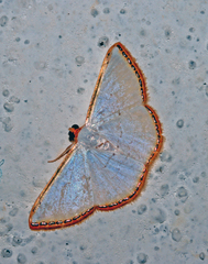Leuciris fimbriaria