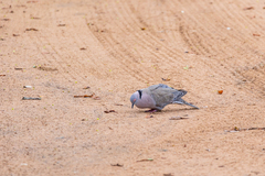 Streptopelia decipiens