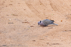 Streptopelia decipiens