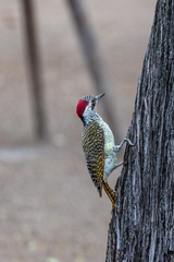 Campethera bennettii
