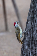 Campethera bennettii