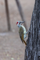Campethera bennettii