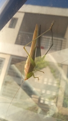 Conocephalus longipes