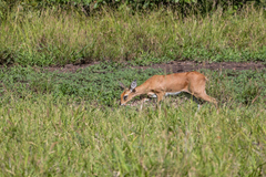 Raphicerus campestris