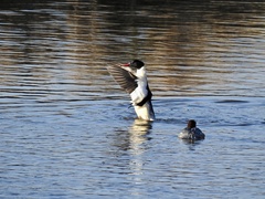Mergus merganser