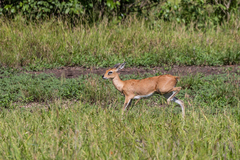 Raphicerus campestris