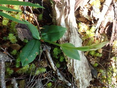 Pterostylis scabrida