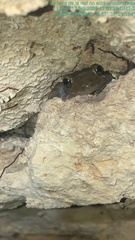 Craugastor yucatanensis