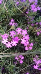 Glandularia tenera