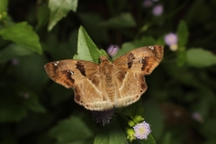 Odontoptilum angulata