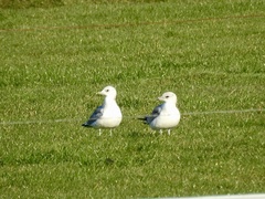Larus canus