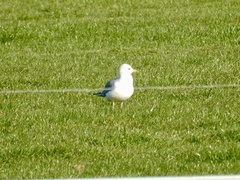 Larus canus