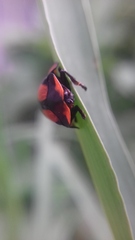 Botanochara angulata