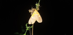 Asota speciosa