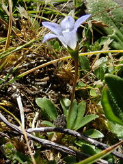 Wahlenbergia saxicola