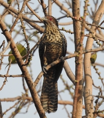 Eudynamys scolopaceus