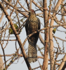 Eudynamys scolopaceus