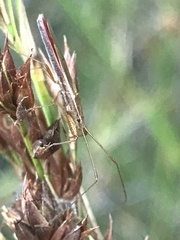 Pachygrontha austrina