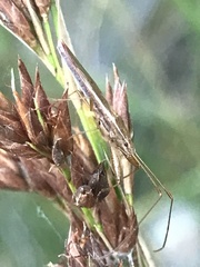 Pachygrontha austrina