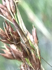 Pachygrontha austrina