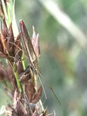 Pachygrontha austrina