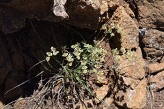 Psammotropha mucronata