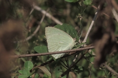 Catopsilia pyranthe