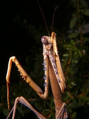 Archimantis quinquelobata