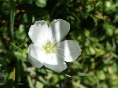 Oxalis magellanica