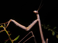 Archimantis quinquelobata