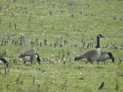 Branta canadensis