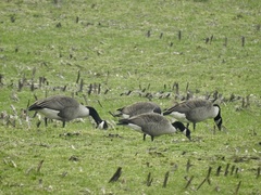 Branta canadensis