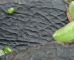 Wolffia brasiliensis