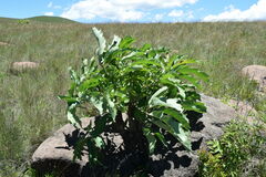 Cussonia paniculata